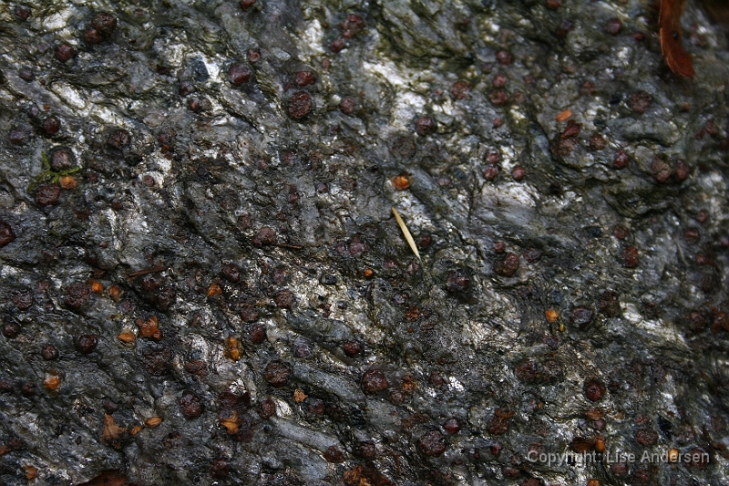 Otringsneset010.JPG - I glimmerskiferen er de røde granater tydelige. Det er dem, der giver stenen sin maleevne. De rektangulære lyseblå krystaller er cyanitten, der kendetegner Hyllestad skiferen.